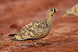 Birds in Tsavo East